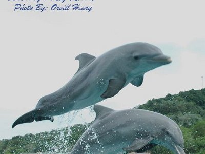 Dolphins  8